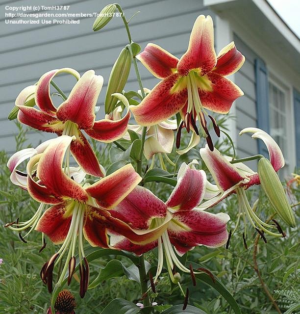 Lilium O.T. 'Scheherezade'